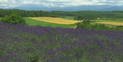北海道·夏剧照的剧照