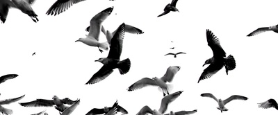 拜访者剧照的剧照