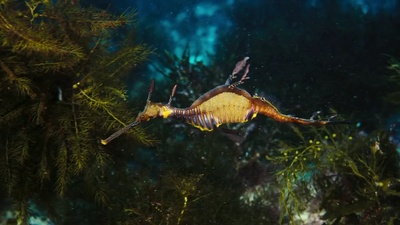 海底世界3D剧照的剧照