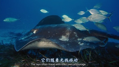 海底世界3D剧照的剧照