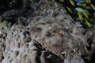 海底世界3D剧照的剧照