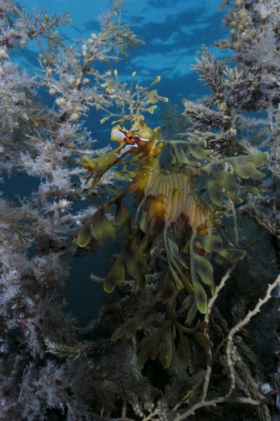 海底世界3D剧照的剧照