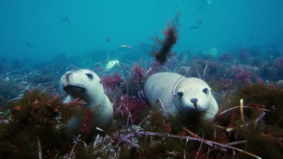 海底世界3D剧照的剧照