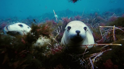 海底世界3D剧照的剧照