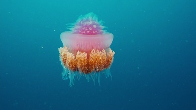 海底世界3D剧照的剧照