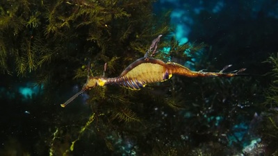 海底世界3D剧照的剧照