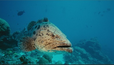 海底世界3D剧照的剧照