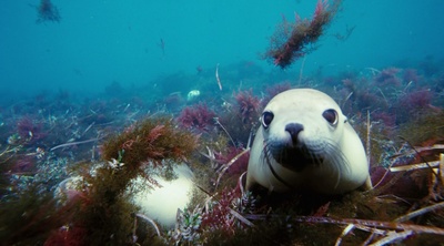 海底世界3D剧照的剧照