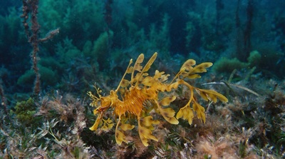 海底世界3D剧照的剧照