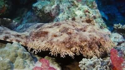 海底世界3D剧照的剧照