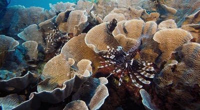 海底世界3D剧照的剧照