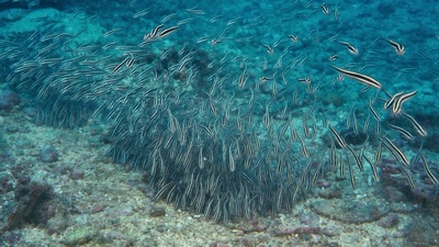 海底世界3D剧照的剧照