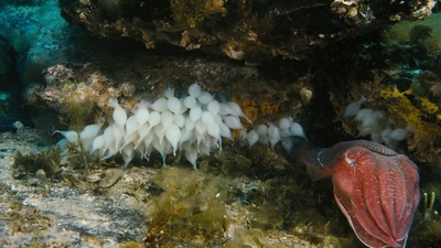 海底世界3D剧照的剧照