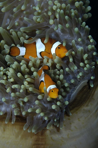 海底世界3D剧照的剧照