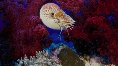 海底世界3D剧照的剧照