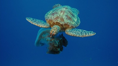 海底世界3D剧照的剧照