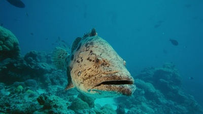 海底世界3D剧照的剧照