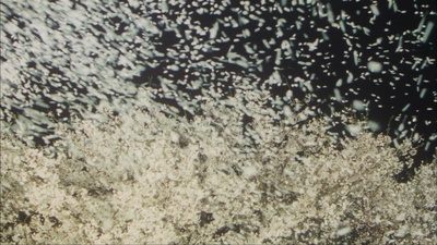 千利休：本觉坊遗文剧照的剧照