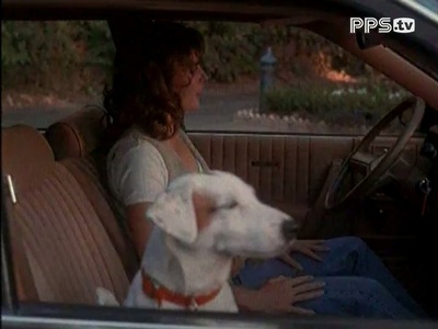 宠物卫士剧照的剧照