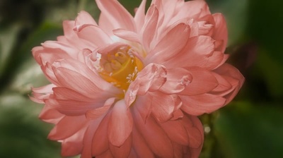 炉香赞佛剧照的剧照