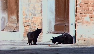 情定威尼斯剧照的剧照