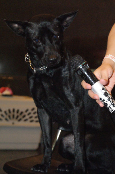 命运狗不理剧照的剧照