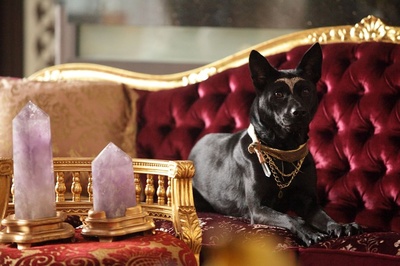 命运狗不理剧照的剧照