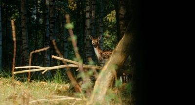 花瓶剧照的剧照