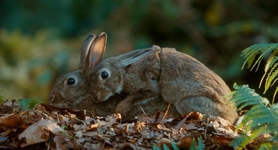 花瓶剧照的剧照