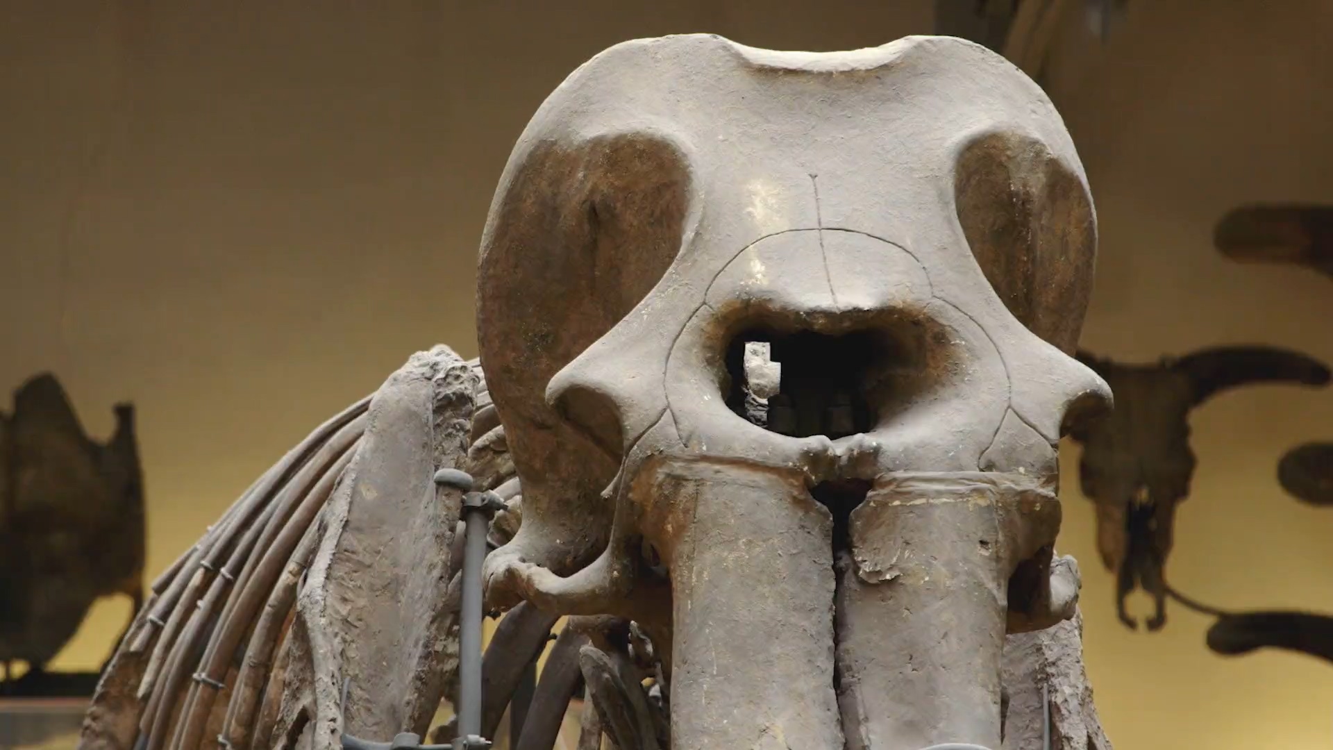 猛犸象：冰河世纪的巨兽剧照的剧照