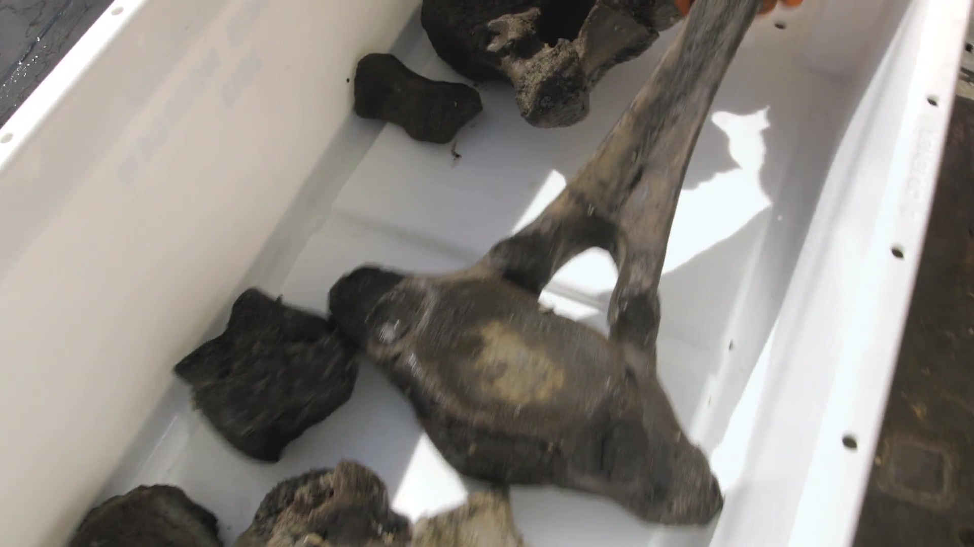 猛犸象：冰河世纪的巨兽剧照的剧照