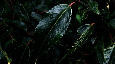 拯救大兵瑞恩剧照的剧照