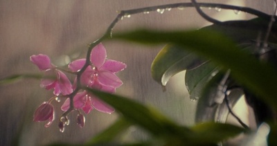 绿卡剧照的剧照