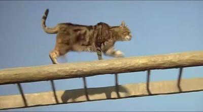 屋顶上的轻骑兵剧照的剧照