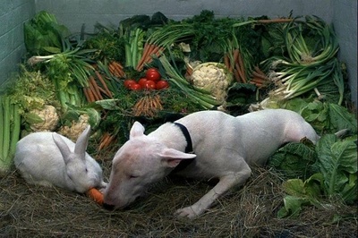 102真狗剧照的剧照