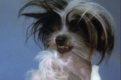 102真狗剧照的剧照