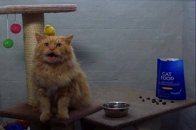 102真狗剧照的剧照