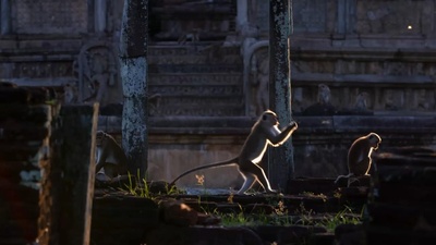 猴子王国剧照的剧照