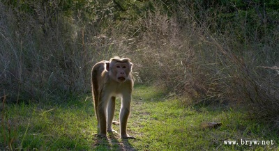 猴子王国剧照的剧照