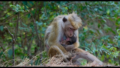 猴子王国剧照的剧照