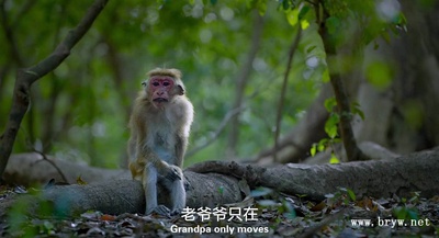 猴子王国剧照的剧照