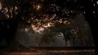 猴子王国剧照的剧照