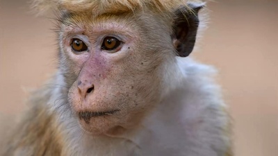 猴子王国剧照的剧照