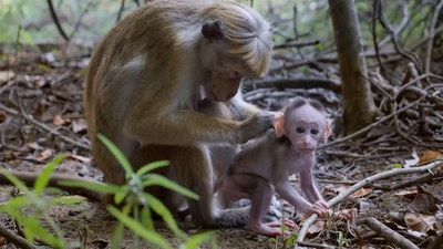猴子王国剧照的剧照