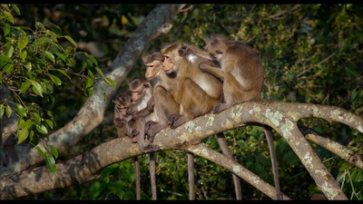 猴子王国剧照的剧照