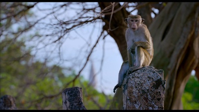 猴子王国剧照的剧照