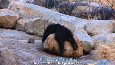 猴子王国剧照的剧照