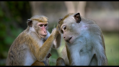 猴子王国剧照的剧照