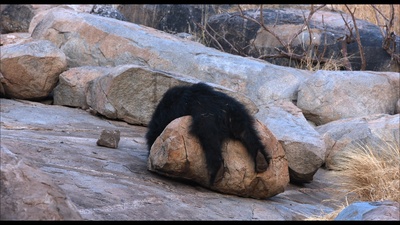 猴子王国剧照的剧照