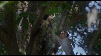 猴子王国剧照的剧照